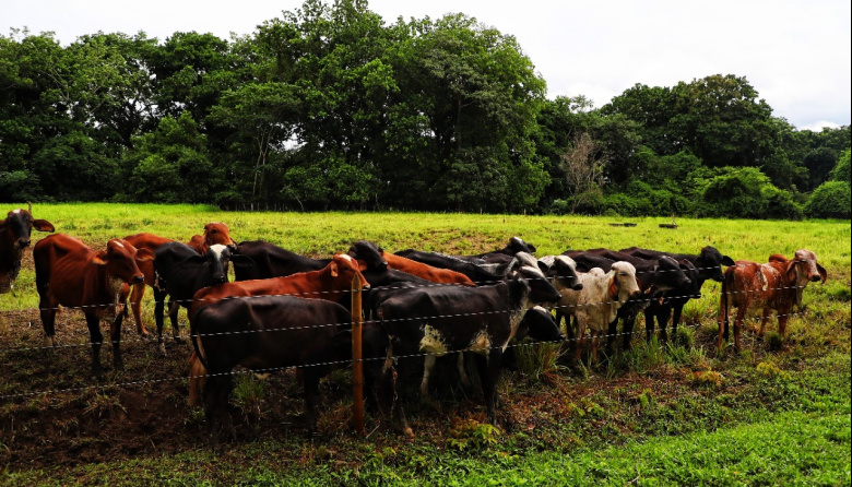 Magdalena será sede de una jornada técnica clave para la eficiencia ganadera