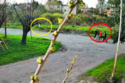 Banda de "pirañas" atacó a una mujer: los cobardes la patearon en el suelo
