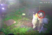 Robo en una pañalera: llegó la policía y utilizaron al propietario como escudo humano